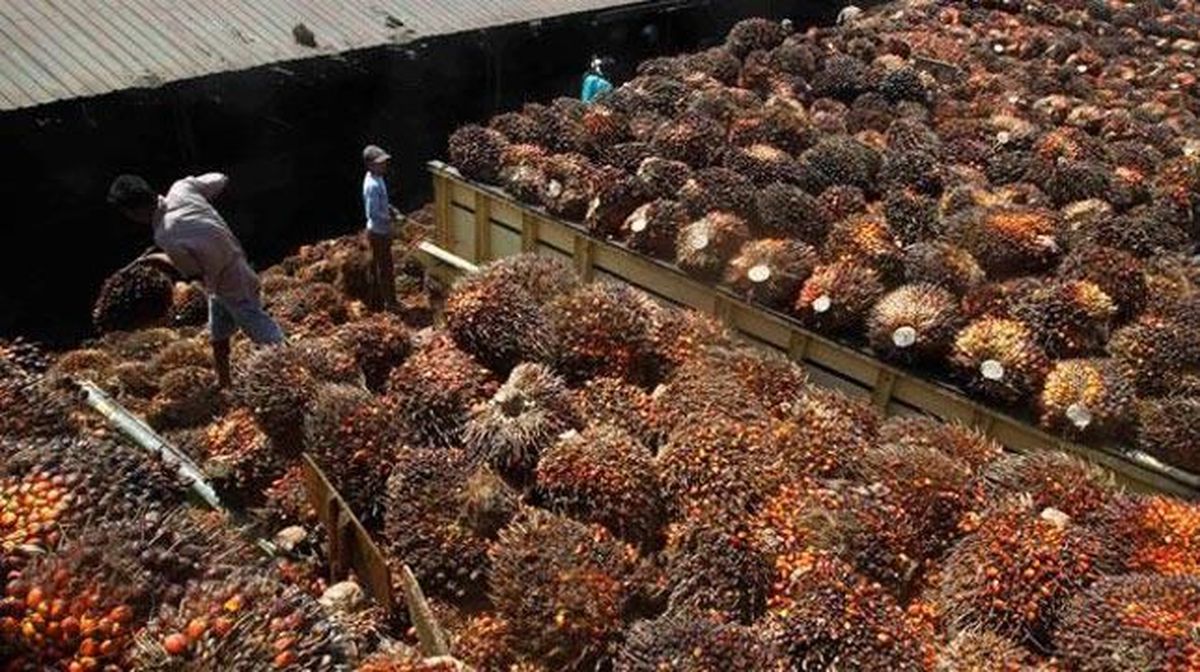 Kronologi Pembelian CPO oleh JARR Versi Kuasa Hukum Duta Palma