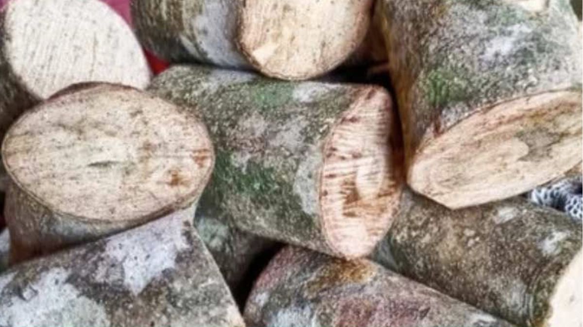 Kayu Ular, Harta Karun Asal Papua Jadi Incaran Arab Hingga Eropa