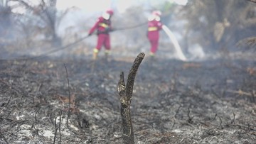 BRIN Uji Teknologi Berbasis Pati Singkong Bantu Padamkan Karhutla