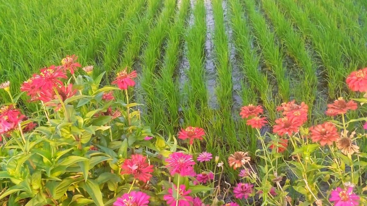 Cantik Tapi Mematikan, Bunga-Bunga Ini Jadi Senjata Petani Basmi Hama