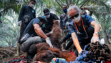 Kena Asap Karhutla, Orang Utan Ditemukan Terkapar di Kebun Warga Ketapang