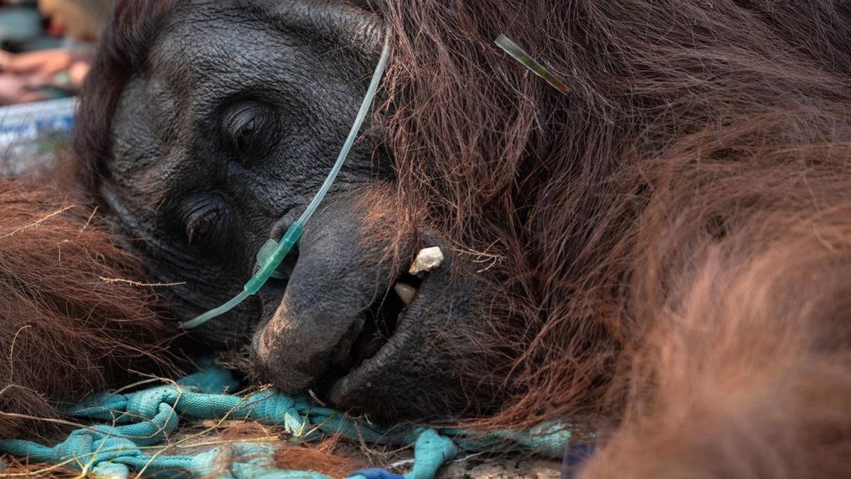 Potret Orang Utan Diberi Oksigen-Diinfus, Pingsan Akibat Karhutla