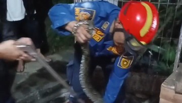 Ular Sanca Muncul di Plafon Rumah Saat Dini Hari, Warga Bogor Panggil Damkar