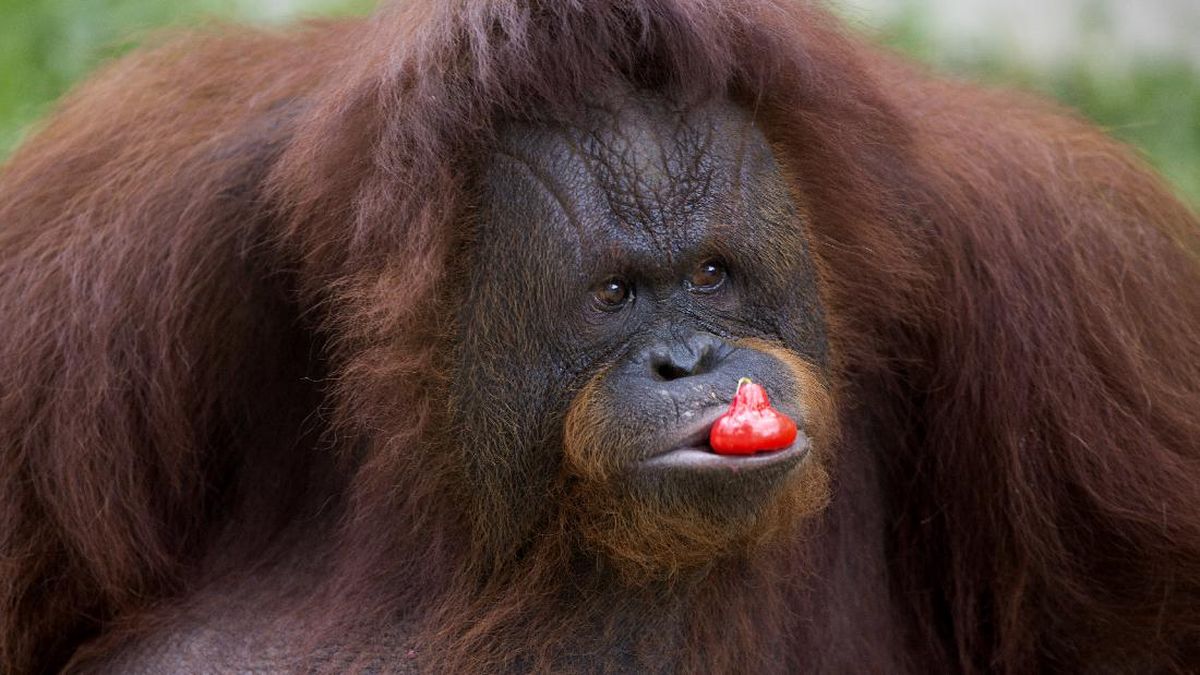 Beruang Madu, Orangutan-Lutung Merah Ramai Muncul Lagi di RI, Ada Apa?