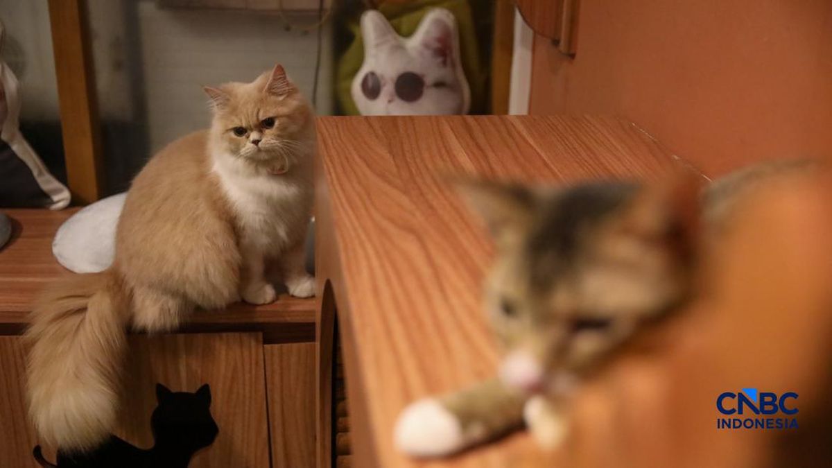 Kucing Singapura Wajib Lisensi, Tak Patuh Denda Rp70 Juta
