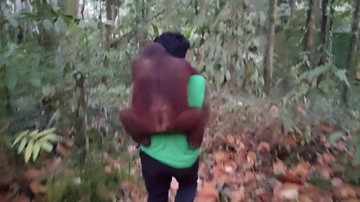 Karhutla Mendekat ke Hutan Khusus di Kaltim, 11 Orang Utan Dievakuasi