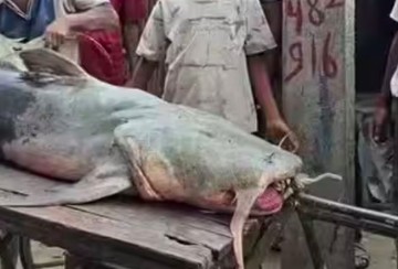 Ikan 'Jejadian' Bermunculan Usai Banjir Nepal, Warga Dilarang Makan
