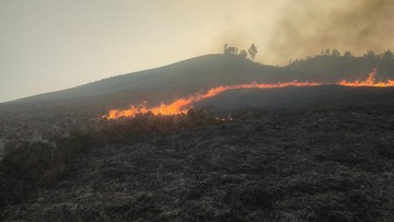 Sabana Dekat Bukit Teletubbies Kebakaran, Akses Bromo Via Jemplang Ditutup