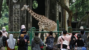 Pram: Ada Usul Tiket TM Ragunan Naik Jadi Rp 10 Ribu, Segera Saya Putuskan