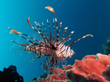 Pria Ini Viral karena Memburu Ikan Cantik yang Ternyata Mengerikan