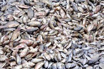 Ledakan Populasi Ikan Nila Bikin Nelayan Thailand Kehilangan Udang