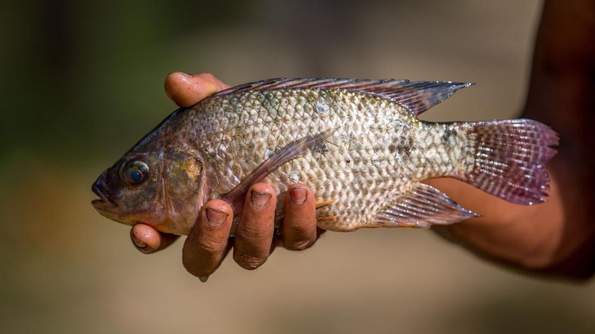 Tetangga RI Pusing Diserbu Ikan Nila, Bikin Negara Darurat Bencana
