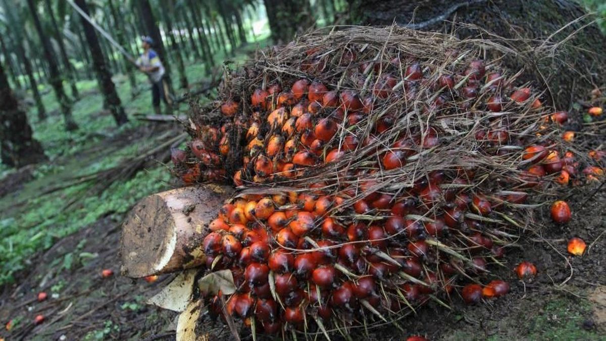 Pesta Sawit Rehat Dulu, Meski Sepekan Masih Naik 1% Lebih
