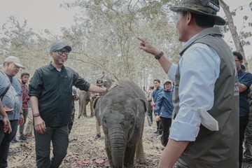 Pemprov Lampung Dorong Keseimbangan Konservasi Gajah-Aktivitas Masyarakat