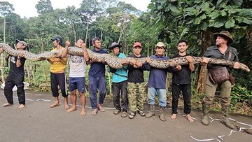 Raksasa 7,22 Meter dari Belantara Sulawesi Pecahkan Rekor Ular Liar