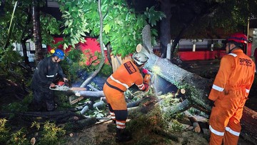 Hujan Deras, Pohon Tumbang di 3 Titik Bogor Timpa Pagar Sekolah-Tutup Jalan