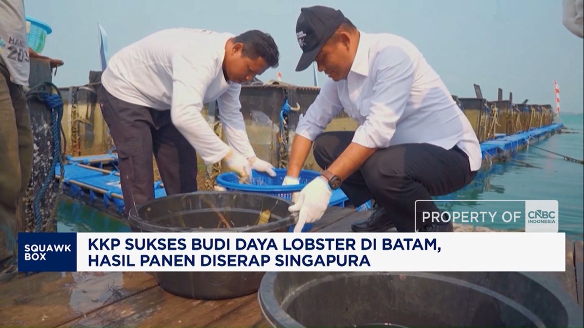 KKP Sukses Budi Daya Lobster di Batam, Hasil Panen Diserap Singapura
