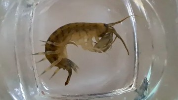 Udang Setan Serbu Perairan Inggris, Spesies Asli Terancam
