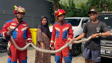 Tukang Kebun di Kemang Terkejut Ada Sanca 3 Meter saat Bersihkan Pekarangan