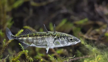 Ikan Hibrida Tercipta dari Tsunami Jepang, Begini Nasibnya Sekarang