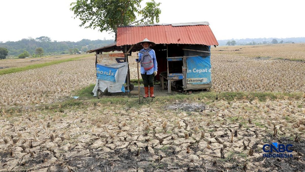 El Nino Lepas Gelombang Raksasa di Bawah Laut, RI Rasakan Dampaknya