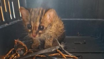 Anak Kucing Kuwuk Ditemukan Tanpa Induknya di Lahan Terbakar Ogan Ilir