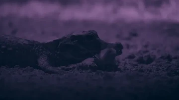 Buaya Terkecil Dunia Terekam Menyambar Kelelawar di Gua