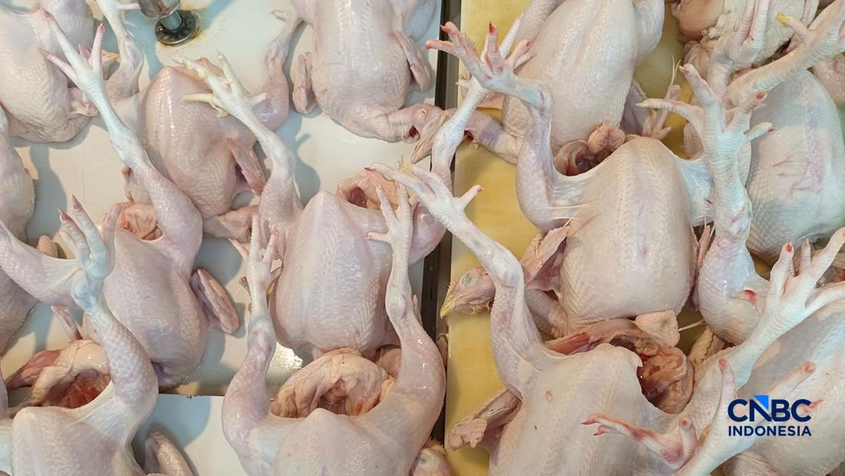 Ayam Kampung Lebih Sehat dari Broiler, Mitos atau Fakta?