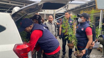 Warga Bandung Tanam Ganja di Rooftop Rumah, Benihnya Dibawa dari California