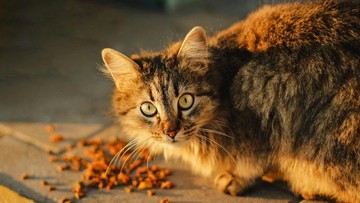 Detik-detik Kucing di Bekasi Diambil Tukang Mi Ayam Dimasukkan ke Laci