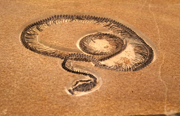 Monster dari India Purba: Ular Raksasa Vasuki Pesaing Titanoboa
