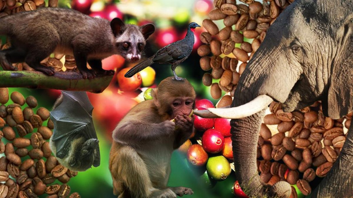 Selain Luwak, Ini Deretan Kopi dari Kotoran Hewan: Gajah hingga Monyet