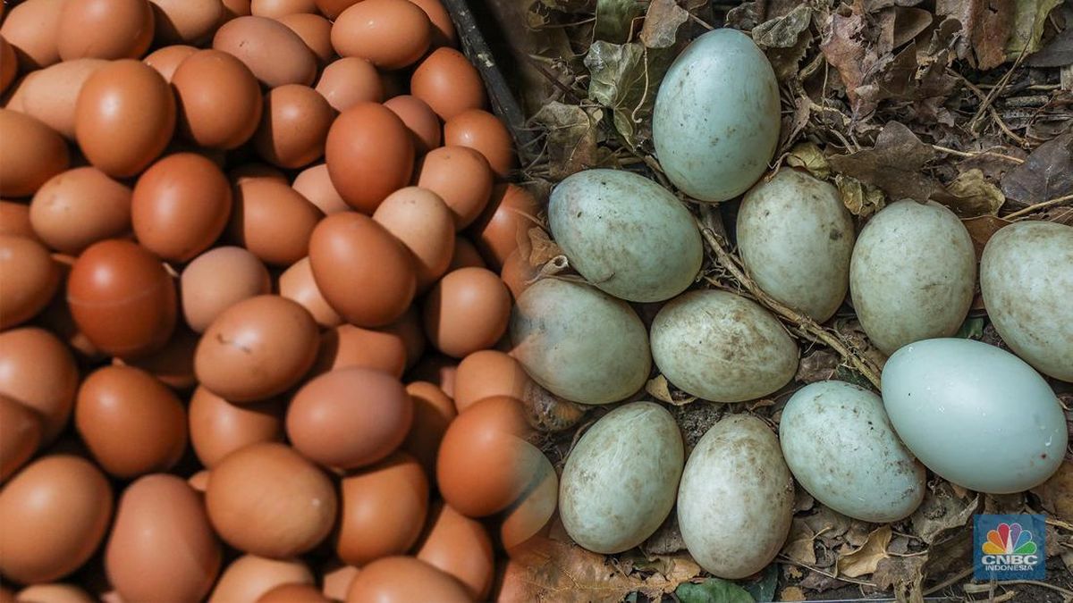 Telur Ayam atau Telur Bebek, Mana Lebih Sehat Buat Dikonsumsi?