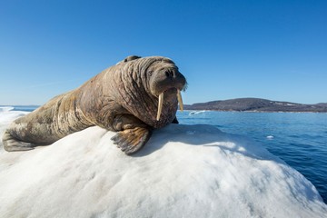 Penyelamatan Dramatis Anak Walrus Sebatang Kara di Pantai Terpencil Alaska