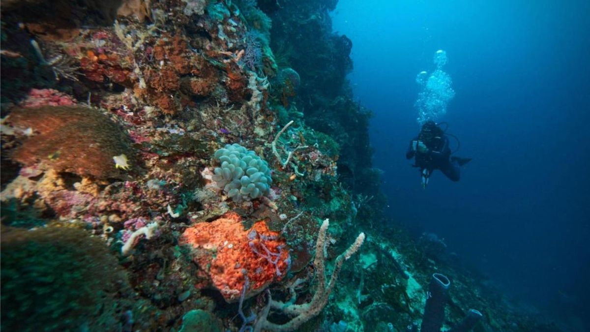 Di Balik Upaya Menjaga Ekosistem Laut dan Pesisir Pulau Obi