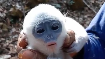 Bayi Surili Baru Lahir Terjebak di Pohon Saat Karhutla Gunung Ciremai
