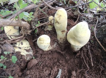 Raja Jamur Ditemukan di Hutan China, Ukurannya Raksasa