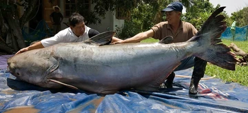 Lele Raksasa Sebesar Beruang yang Gegerkan Warga Sungai Mekong
