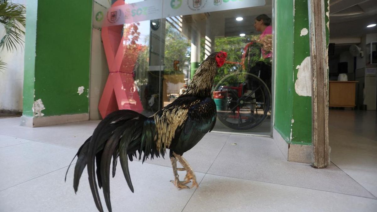 Ditinggal Mati Pemilik, Ayam Jantan Ini Setia Menunggu 8 Tahun di RS