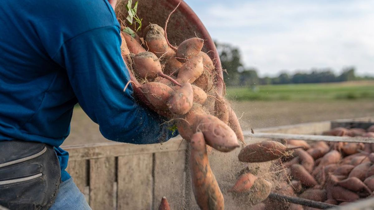 10 Sayuran Pengganti Nasi untuk Diet: Kaya Zat Gizi dan Serat!
