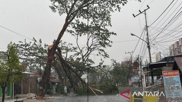 Hujan Guyur Banjarbaru Kalsel Usai Kemarau Panjang hingga Pohon Tumbang