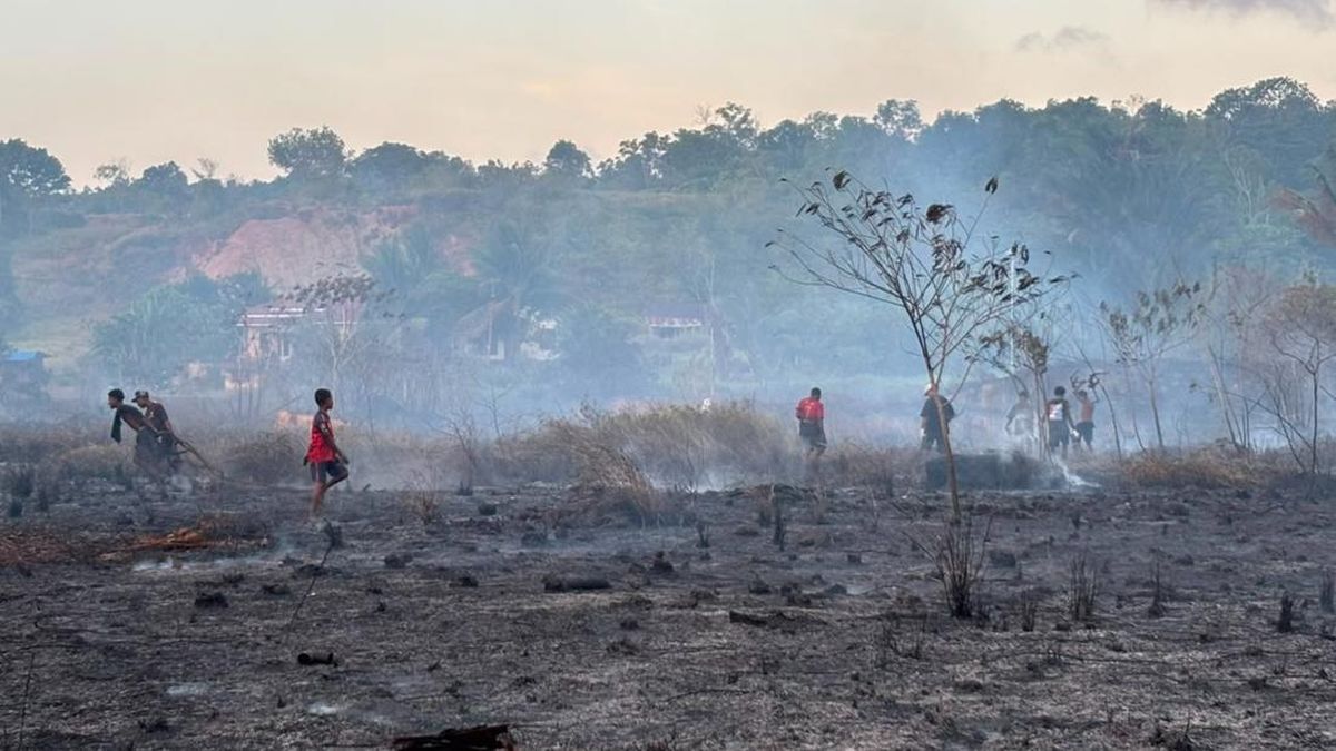 NASA Buka-bukaan Data Kebakaran Hutan dan Lahan di Papua