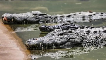 Pria di Pandeglang Diterkam Buaya saat Cari Ikan di Muara, Alami Luka Parah